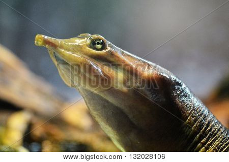 A soft shell turtle surfacing in the water
