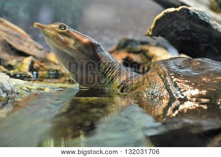 A soft shell turtle surfacing in the water