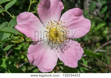 green bush with pink flowers of rose hips