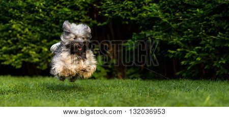 Happy havanese dog is running fast and jumping towards camera in the grass