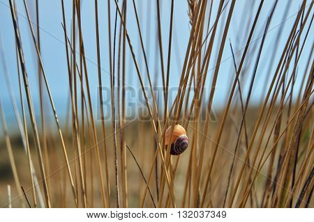 The stems European marram grass with shell of a snail on the Baltic Sea