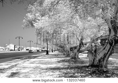 Monochrome infrared image of a tree lined street