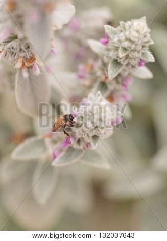 Honeybee, Apis mellifera, gathers pollen on a flower in Southern California, United States.