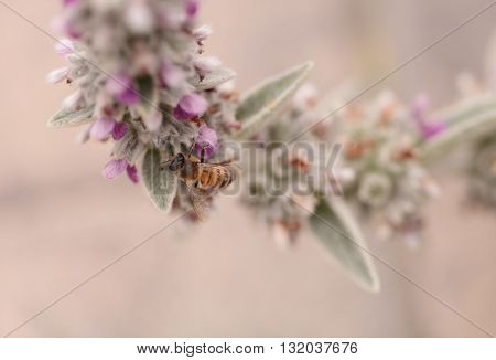 Honeybee, Apis mellifera, gathers pollen on a flower in Southern California, United States.