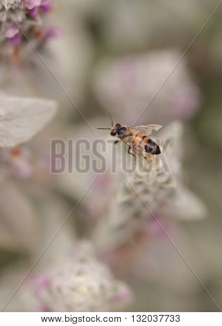 Honeybee, Apis mellifera, gathers pollen on a flower in Southern California, United States.