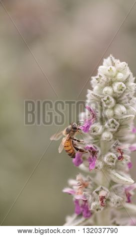 Honeybee, Apis mellifera, gathers pollen on a flower in Southern California, United States.