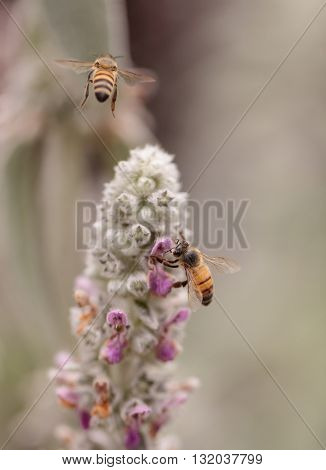 Honeybee, Apis mellifera, gathers pollen on a flower in Southern California, United States.
