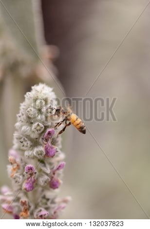 Honeybee, Apis mellifera, gathers pollen on a flower in Southern California, United States.