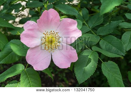 green bush with pink flowers of rose hips