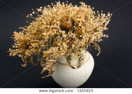 Dry_Plant