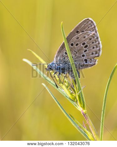 Reproducing Alcon Blue Butterfly