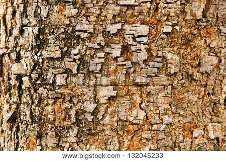 Bark Tree Texture closeup  for background .