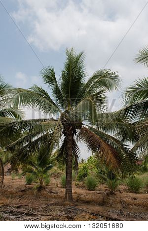Green coconut at tree garden fruit palm