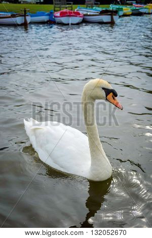 Swans at the boating lage in Thorpeness and Kayaks