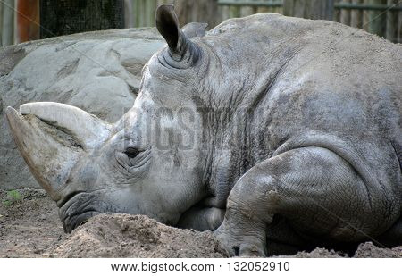 Rhinoceros also known as rhino, is a group of five extant species of odd-toed ungulates in the family Rhinocerotidae. Two of these species are native to Africa and three to southern Asia.