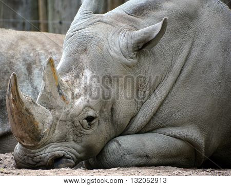 Rhinoceros also known as rhino, is a group of five extant species of odd-toed ungulates in the family Rhinocerotidae. Two of these species are native to Africa and three to southern Asia.