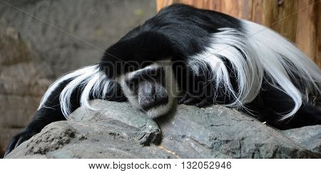 The mantled guereza (Colobus guereza), also known as the guereza, the eastern black-and-white colobus or the Abyssinian black-and-white colobus is a black-and-white colobus a type of Old World monkey.