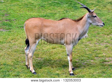 Eland (Cape or Livingstone's) (Tragelaphus oryx). Largest of all the world's antelope.