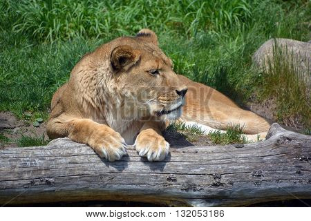 The lion is one of the four big cats in the genus Panthera, and a member of the family Felidae. With some males exceeding 250 kg (550 lb) in weight, it is the second-largest living cat after the tiger