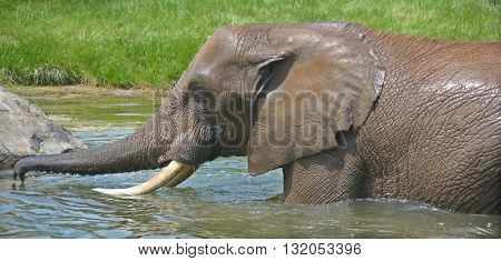Elephants are large mammals of the family Elephantidae and the order Proboscidea. Two species are traditionally recognised, the African elephant (Loxodonta africana) and the Asian elephant