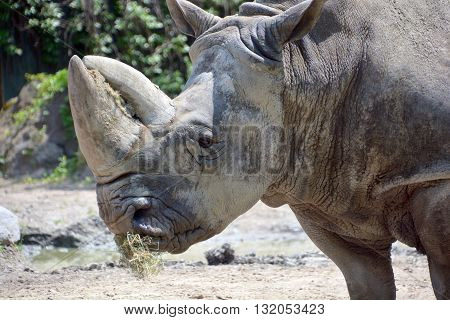 Rhinoceros also known as rhino, is a group of five extant species of odd-toed ungulates in the family Rhinocerotidae. Two of these species are native to Africa and three to southern Asia.