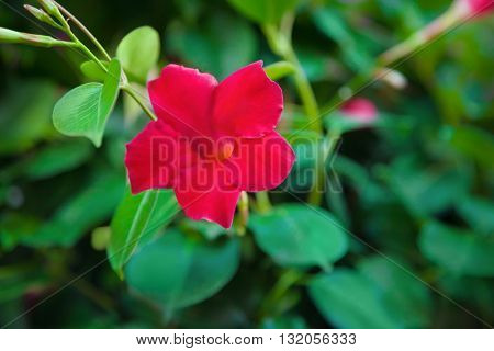 Dipladenia