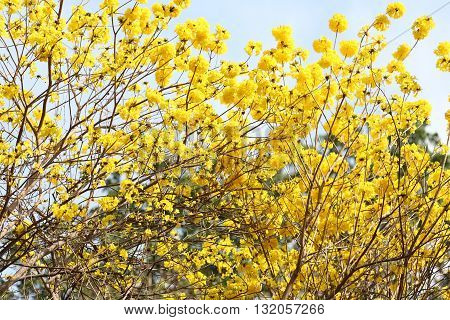 Tabebuia spectabilis flower or Yellow tabebuia flower bloom on tree in the gardenTropical yellow flowers a species from India.