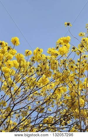 Tabebuia spectabilis flower or Yellow tabebuia flower bloom on tree in the gardenTropical yellow flowers a species from India.