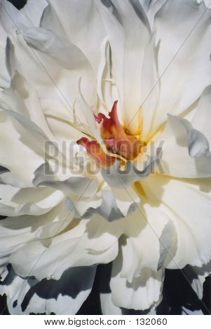 Peonia