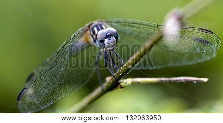 Female Petite Emerald Dragonfly - Dorocordulia lepida