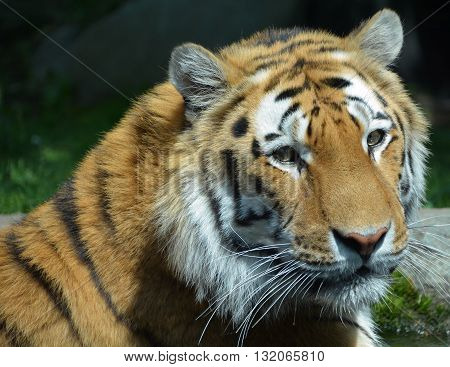 Tiger close up: The tiger (Panthera tigris) is the largest cat species. It is the third largest land carnivore (behind only the polar bear and the brown bear).
