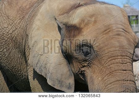 Elephants are large mammals of the family Elephantidae and the order Proboscidea. Two species are traditionally recognised, the African elephant (Loxodonta africana) and the Asian elephant