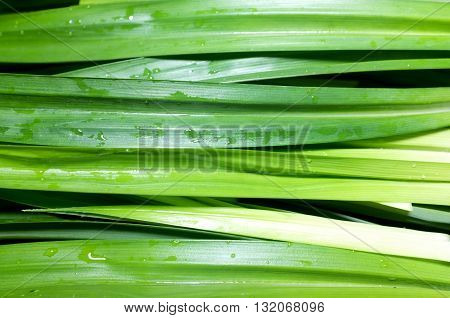 Green fresh pandan leaves as natural background