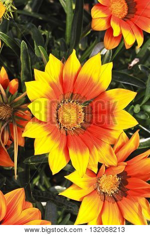 Red flower core of yellow border at gerbera flower heroes bloom in the spring