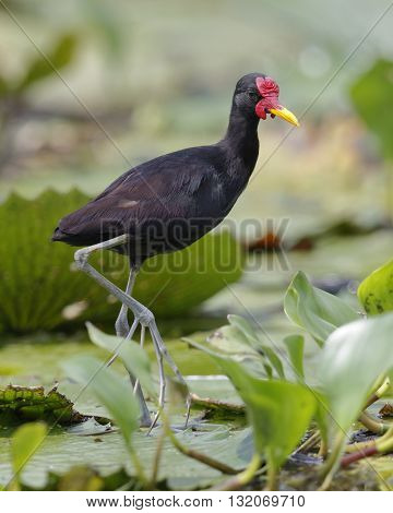 Wattled Jacana Walking On Lily Pads - Panama