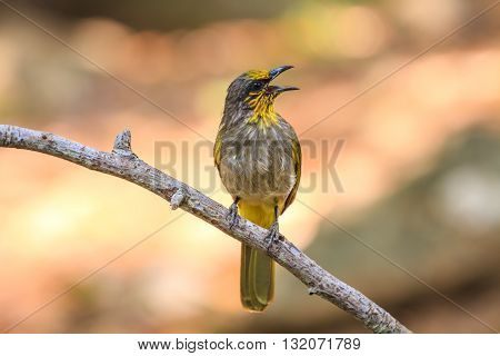 Stripe-throated Bulbul Bird, Standing On A Branch In Nature