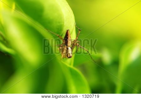 Nascondendo ragno Lynx