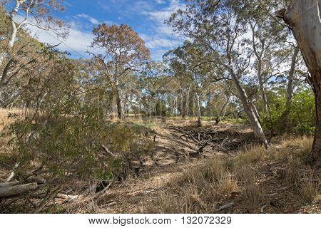 Very dried out area of the Mosquito Creek line at Naracoorte forest during Autumn in South Australia