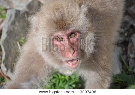 Monkey Park