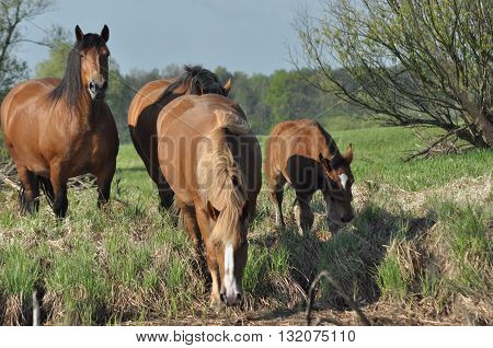 Workhorse. Grazing in the pasture. Meadow in the valley of the Bug.