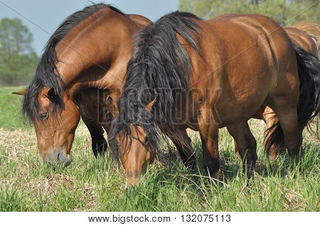 Workhorse. Grazing in the pasture. Meadow in the valley of the Bug.