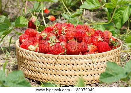 ripe strawberries to the basket in the garden