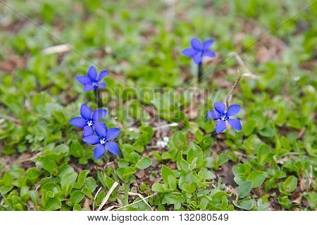 Small alpine flower growing in the mountains