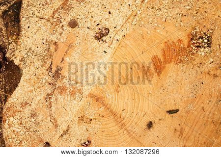 Cut Alder Tree With Annual Ring, Saw Dust And Pieces Of Bark. Detail Of Tree Stump