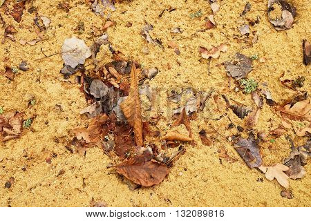Autumn leaves on wet dirt sandy road. Rotten dark leawes on sand ground sandbox.