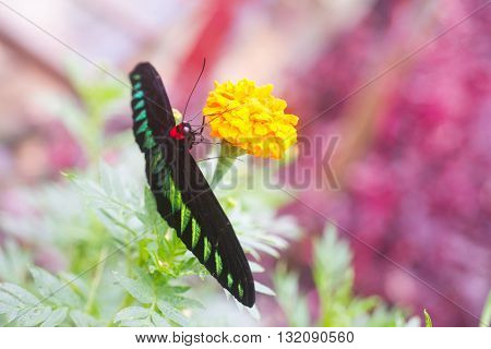 Trogonoptera brookiana is the national butterfly of Malaysia