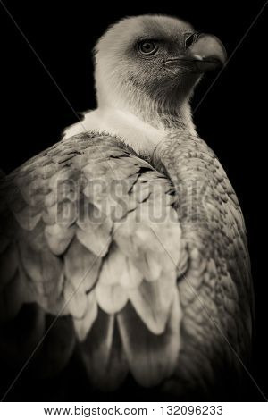 cute rapacious bird black and white portrait