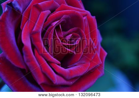 Fresh and wet pink and red roses with droplets in macro photography
