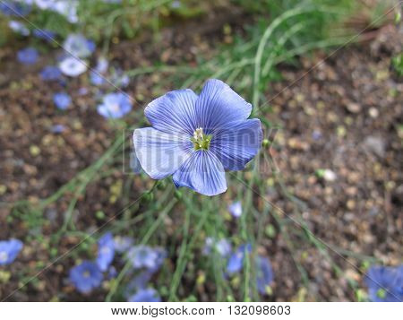 Blooming blue flax, Linum perenne, in herb garden