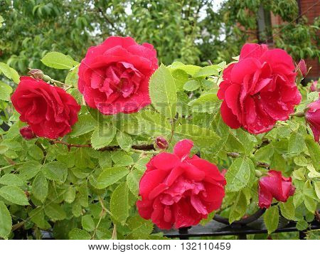 Our Rosy Carpet rose flowers with rainy drops.